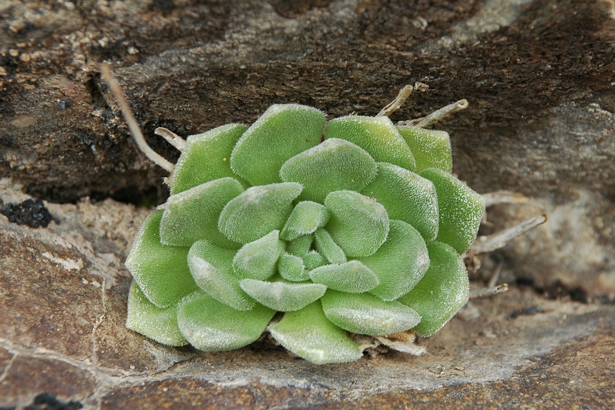 Изображение особи Rosularia platyphylla.