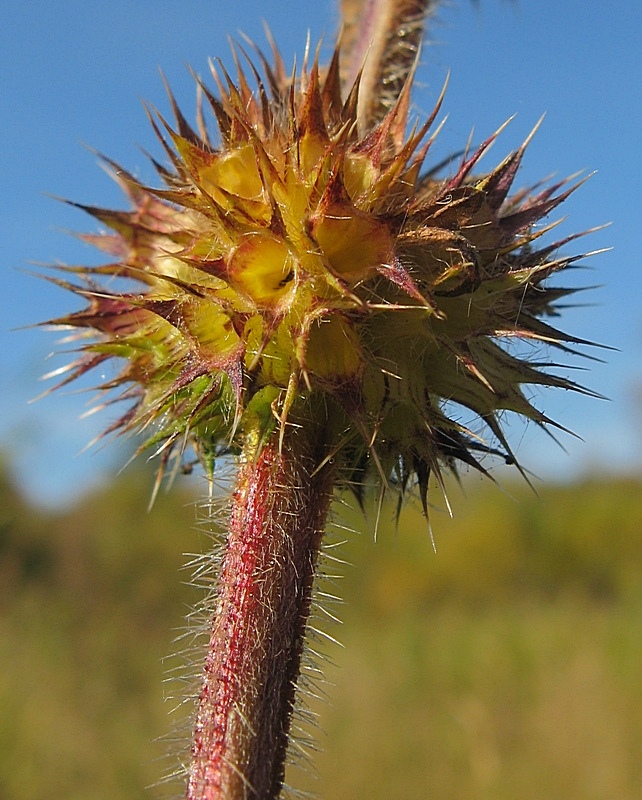 Image of Galeopsis bifida specimen.