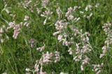 Antennaria dioica