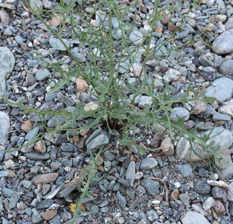 Image of Youngia tenuifolia ssp. altaica specimen.