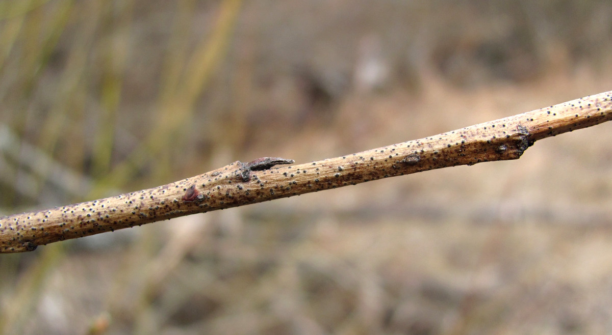 Image of Salix myrsinifolia specimen.