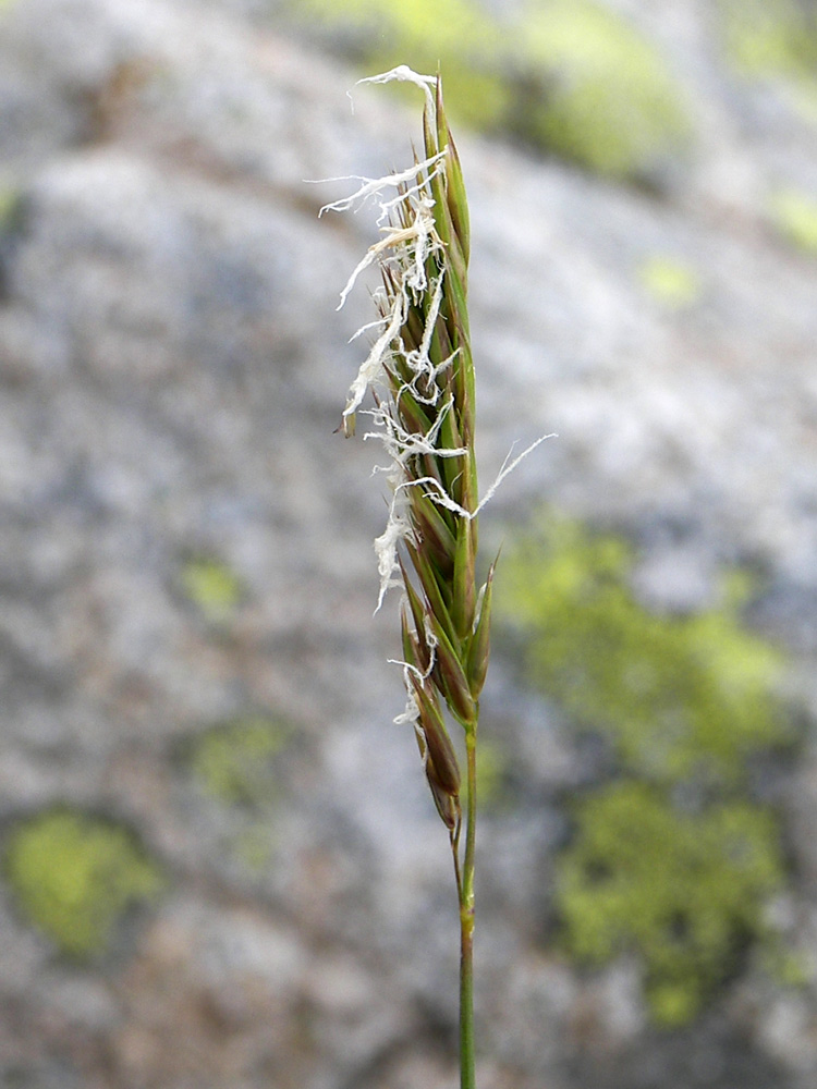 Image of Anthoxanthum alpinum specimen.