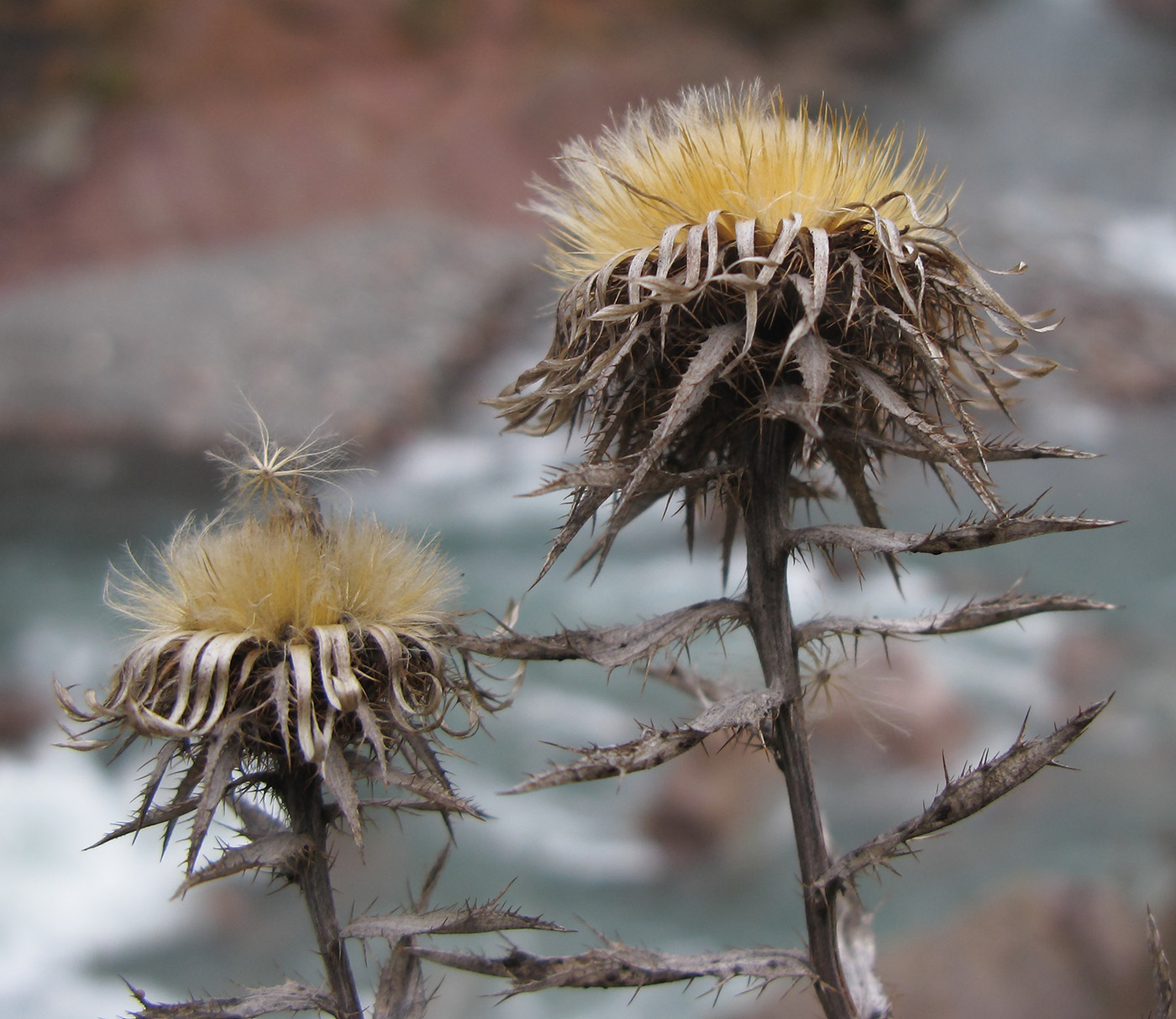 Image of Carlina vulgaris specimen.