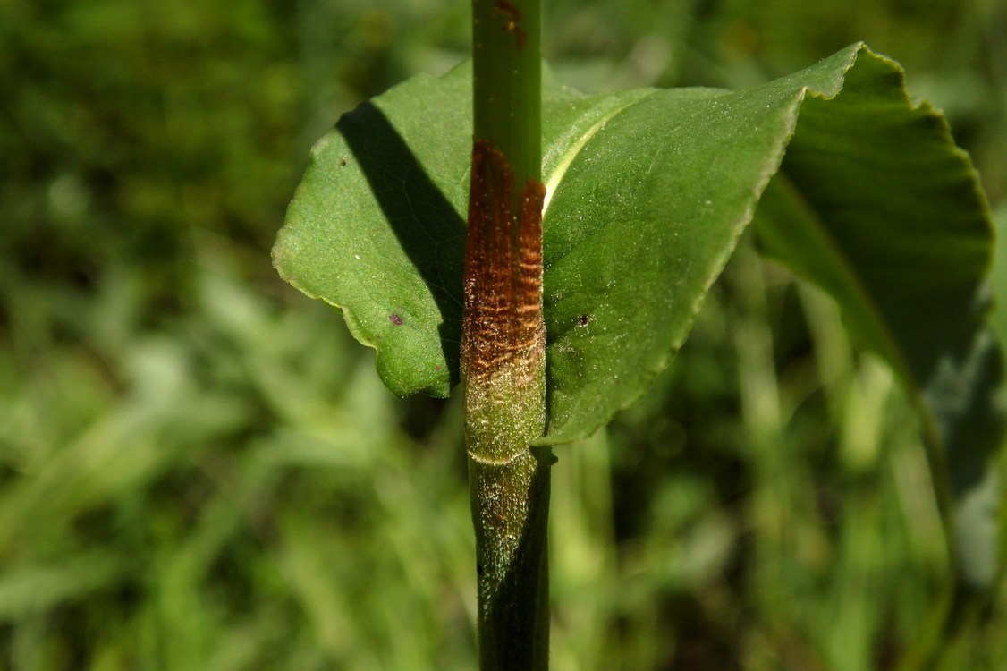 Изображение особи Bistorta officinalis.