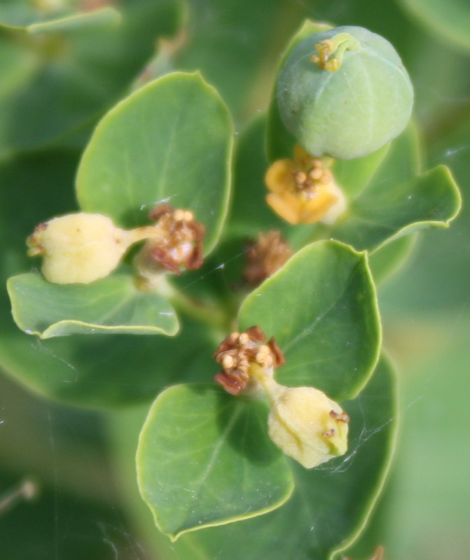 Image of Euphorbia semivillosa specimen.