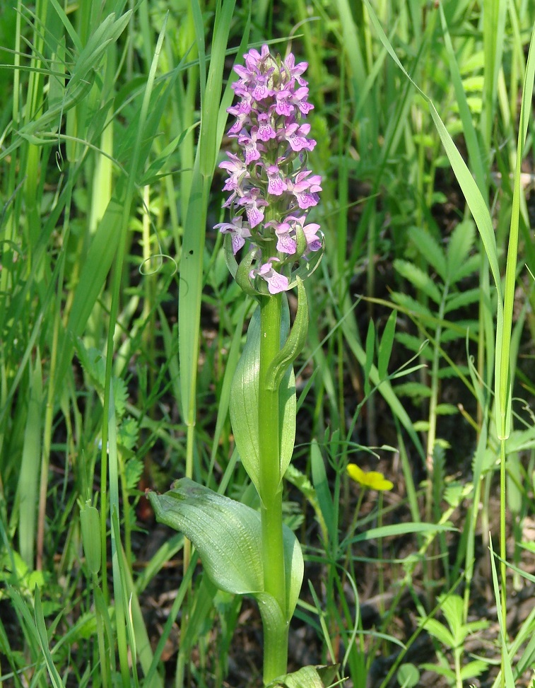 Изображение особи Dactylorhiza incarnata.