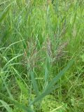 Phragmites australis