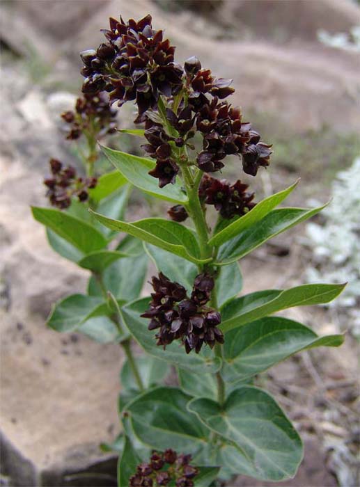 Image of Vincetoxicum funebre specimen.