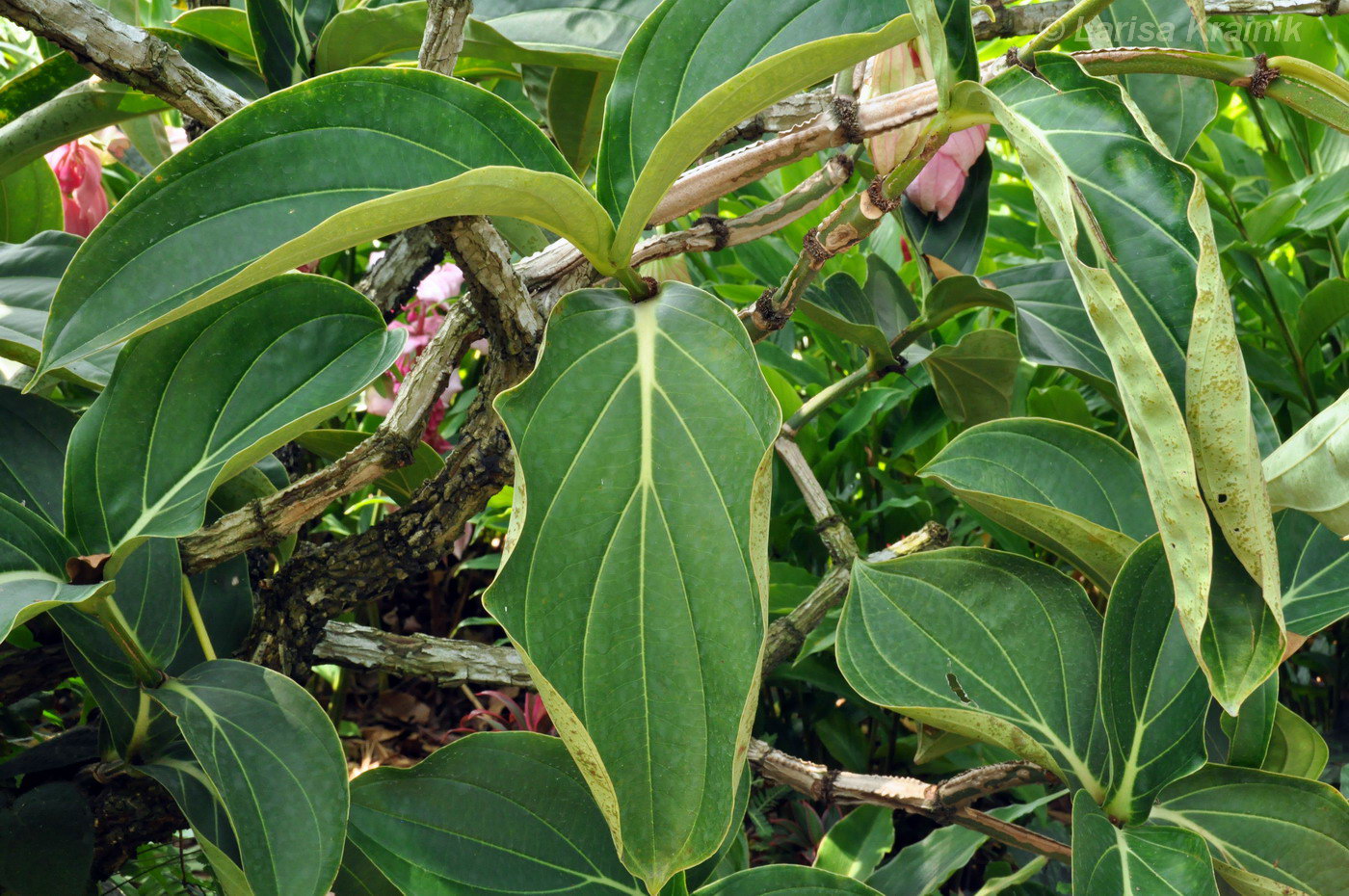 Изображение особи Medinilla cummingii.