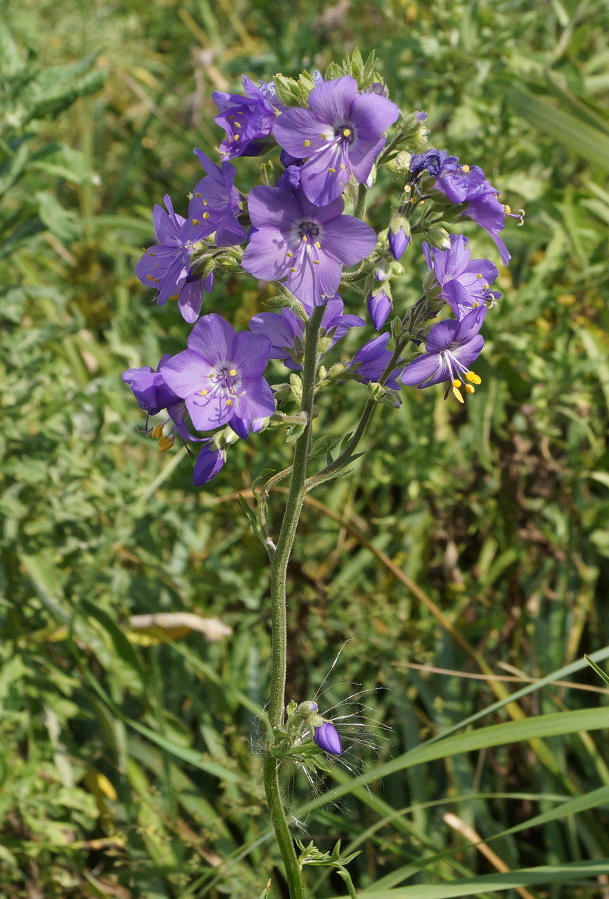 Image of Polemonium caeruleum specimen.