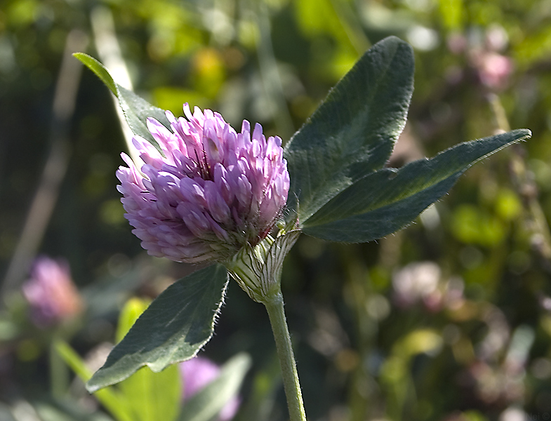 Изображение особи Trifolium pratense.