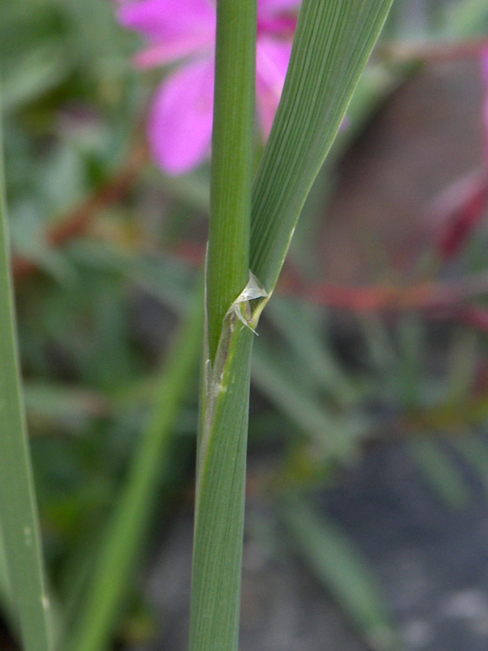 Image of Calamagrostis pseudophragmites specimen.