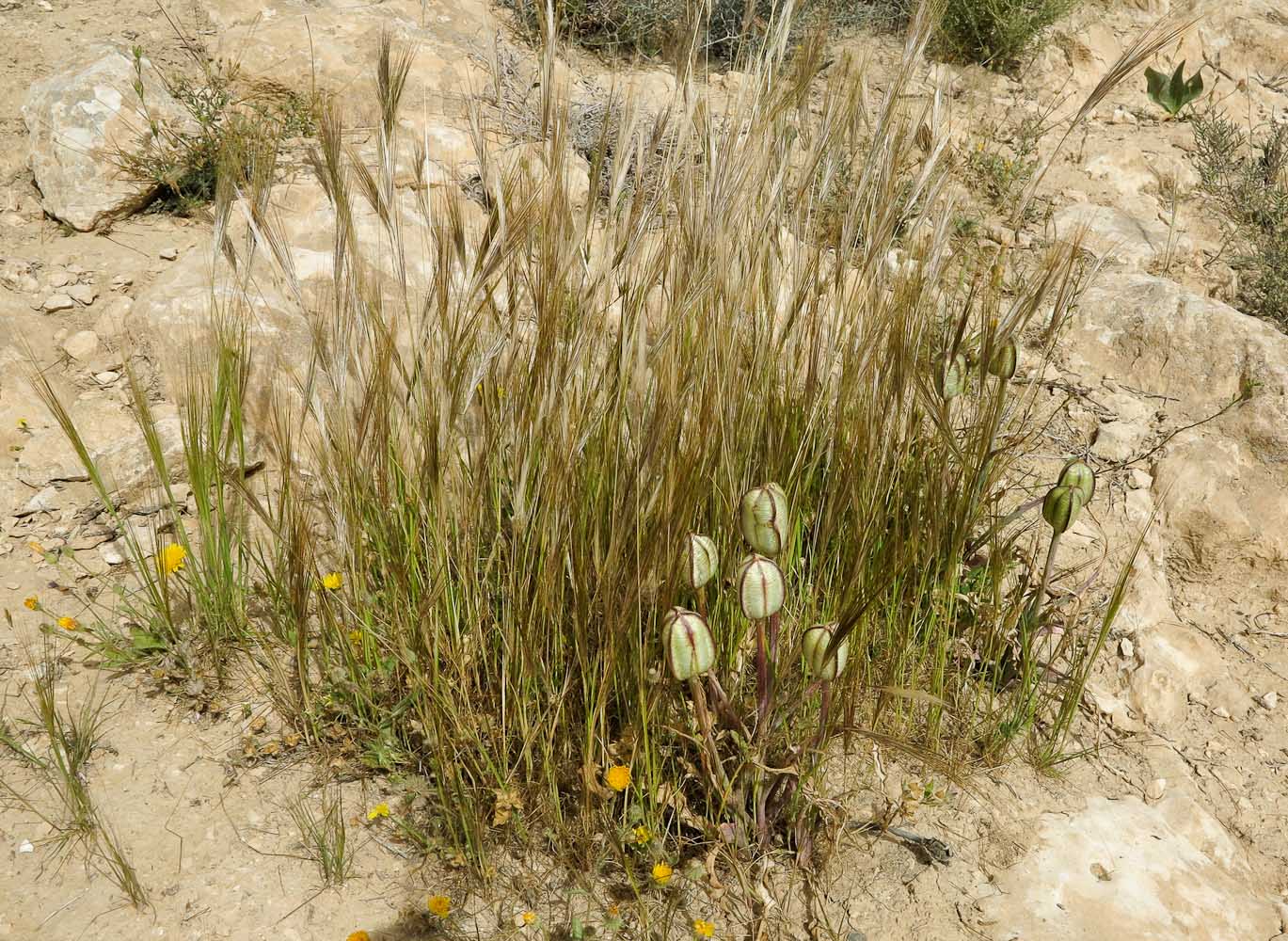 Image of Stipellula capensis specimen.