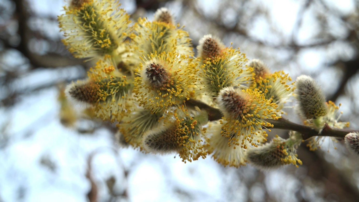 Image of genus Salix specimen.