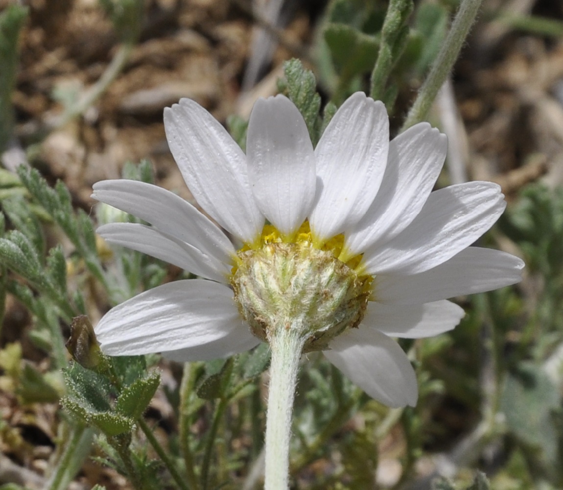 Image of genus Anthemis specimen.