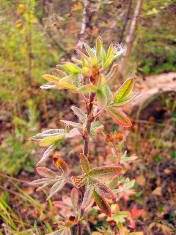 Image of Dasiphora fruticosa specimen.