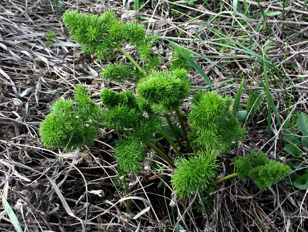 Image of familia Apiaceae specimen.