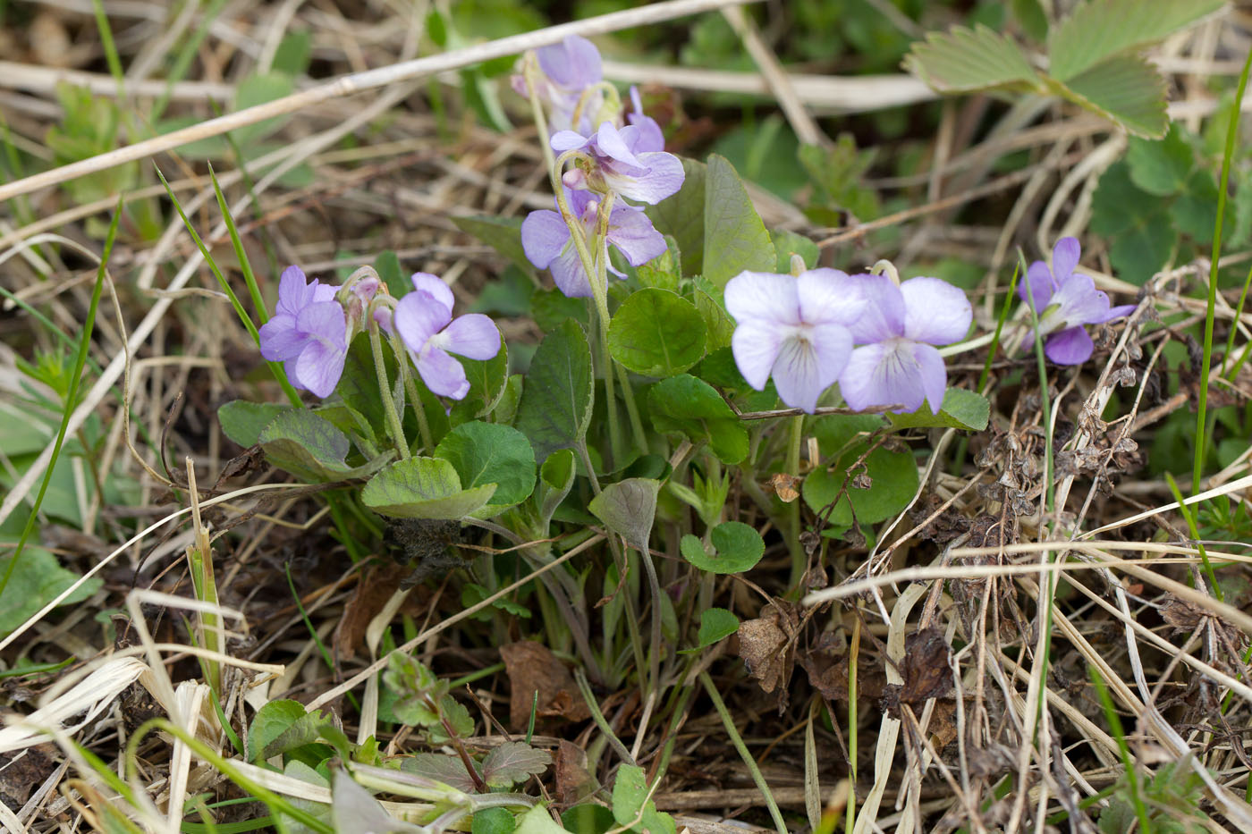 Image of Viola rupestris specimen.