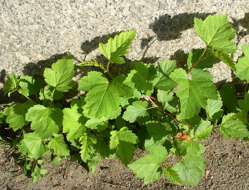 Image of Physocarpus opulifolius specimen.