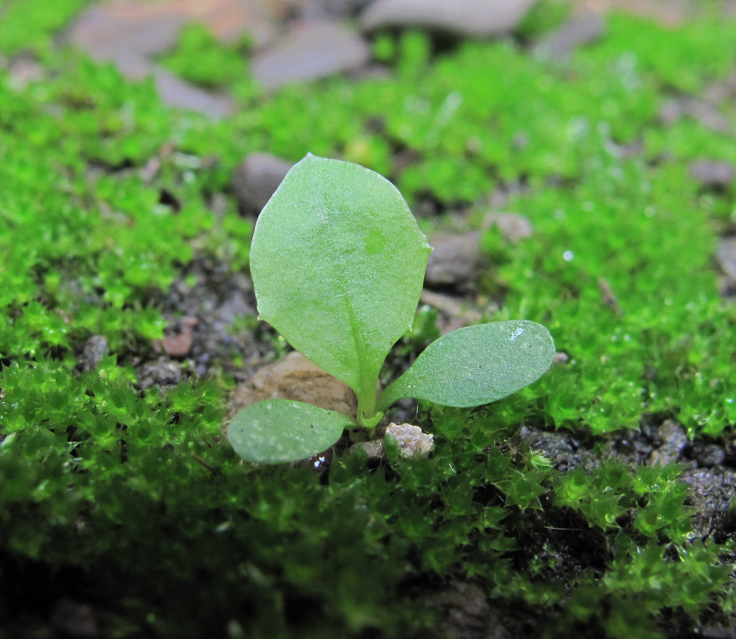 Image of Taraxacum officinale specimen.