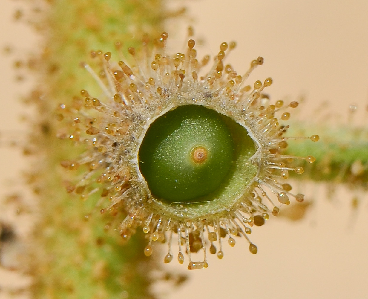 Image of Hyoscyamus desertorum  specimen.