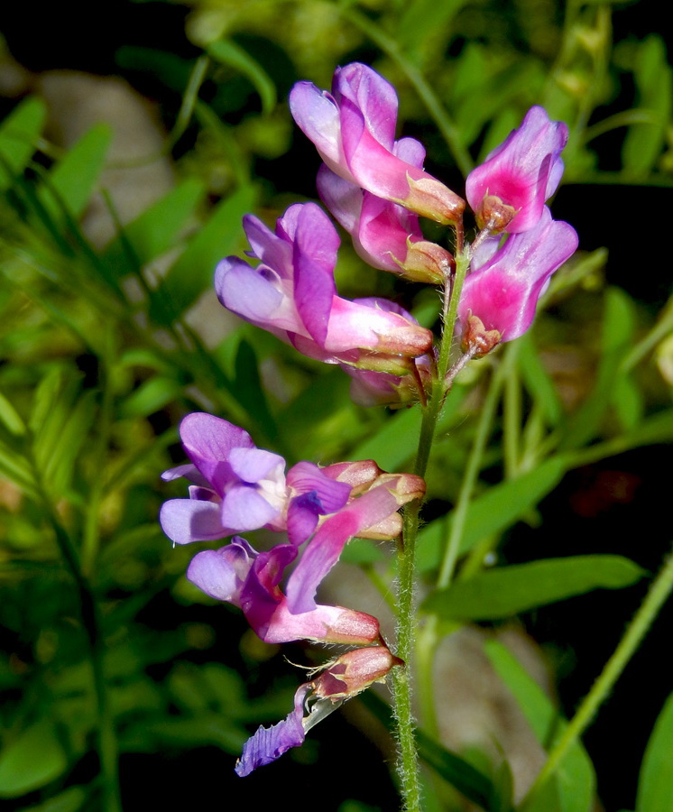 Изображение особи Vicia cassubica.