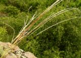 Смотреть изображение Stipa graniticola