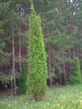 Juniperus communis. Взрослое растение с колонновидной кроной. Удмуртия, Завьяловский р-н, окр. дер. Дуброво, опушка леса. 18.07.2009.