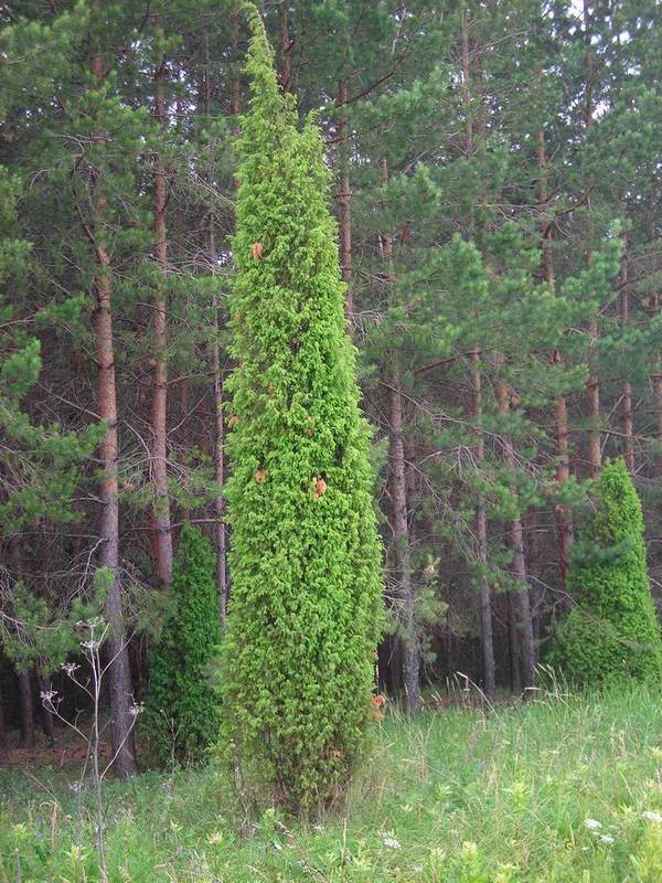 Изображение особи Juniperus communis.