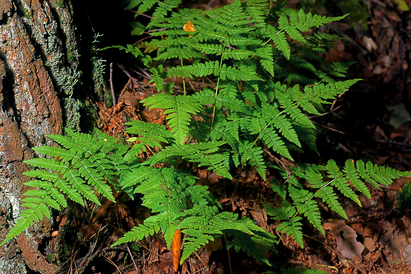 Image of Dryopteris carthusiana specimen.