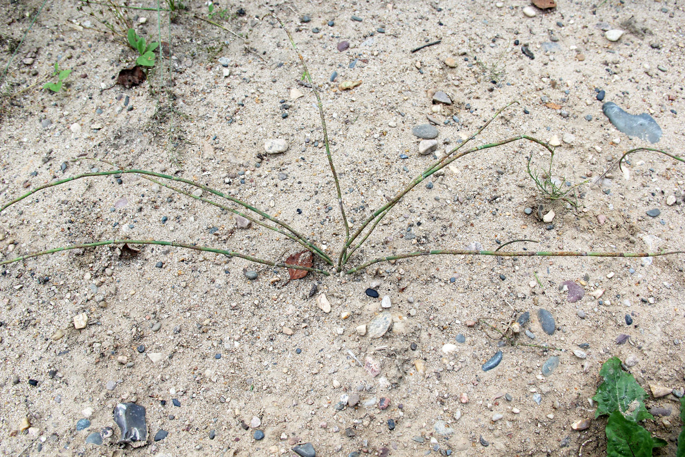 Image of genus Equisetum specimen.