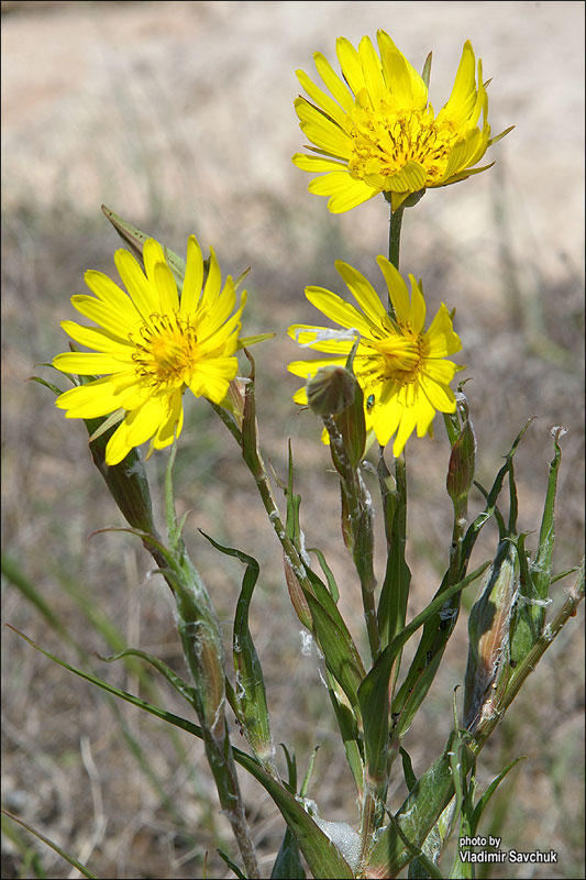 Image of Tragopogon dasyrhynchus var. daghestanicus specimen.