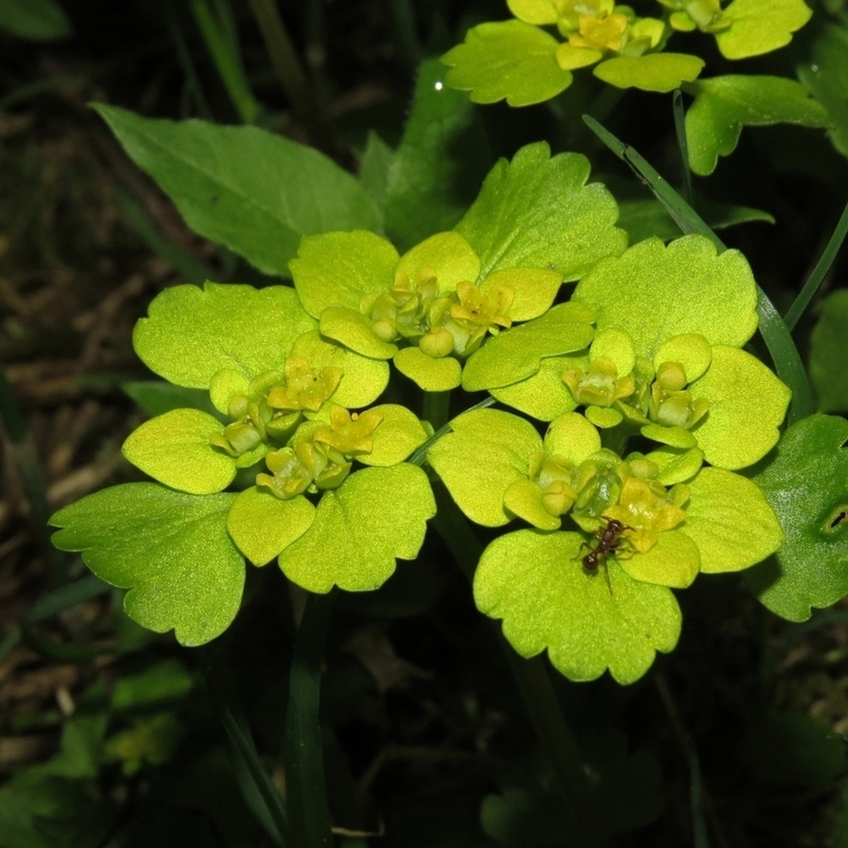 Изображение особи Chrysosplenium alternifolium.