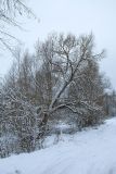 Salix euxina. Покоящееся старое дерево. Беларусь, Витебская обл., пос. Езерище, обочина дороги, на границе с телиптерисово-рогозовым болотом. 05.11.2016.