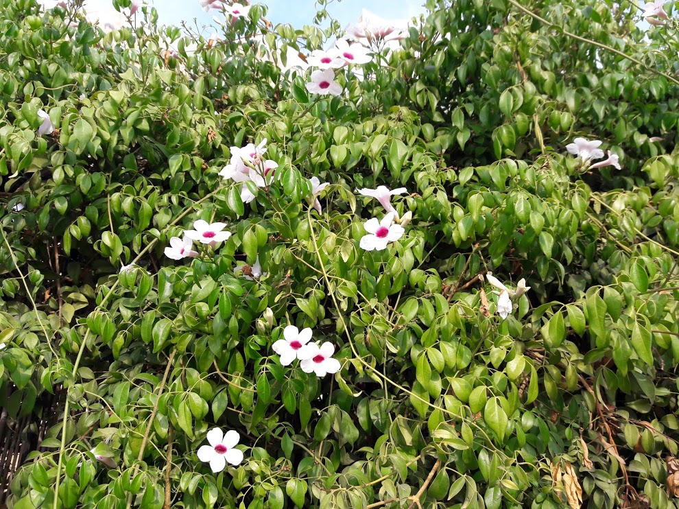 Image of Pandorea jasminoides specimen.