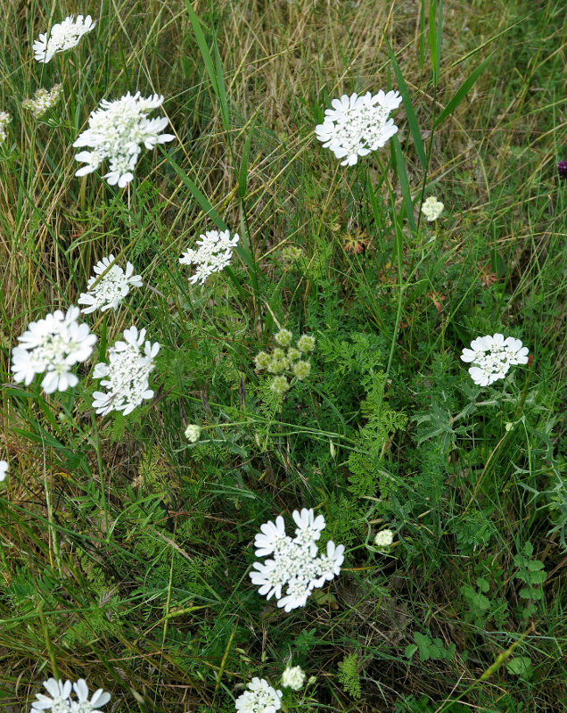 Изображение особи Orlaya grandiflora.