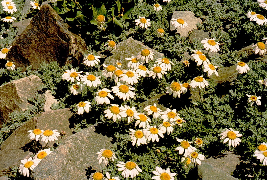 Image of Waldheimia stoliczkae specimen.