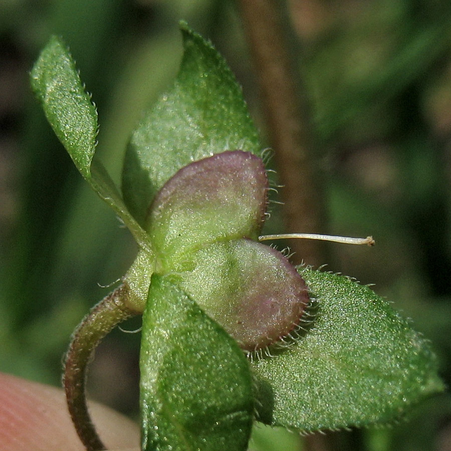 Image of Veronica persica specimen.