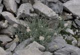 Achillea ambrosiaca