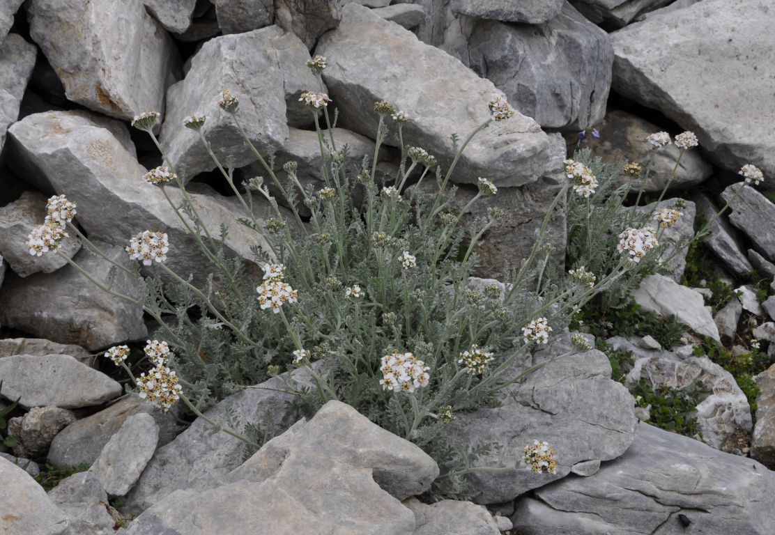 Изображение особи Achillea ambrosiaca.