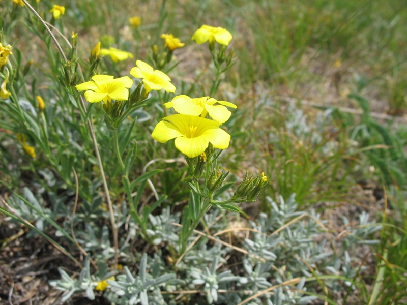 Image of Linum tauricum specimen.