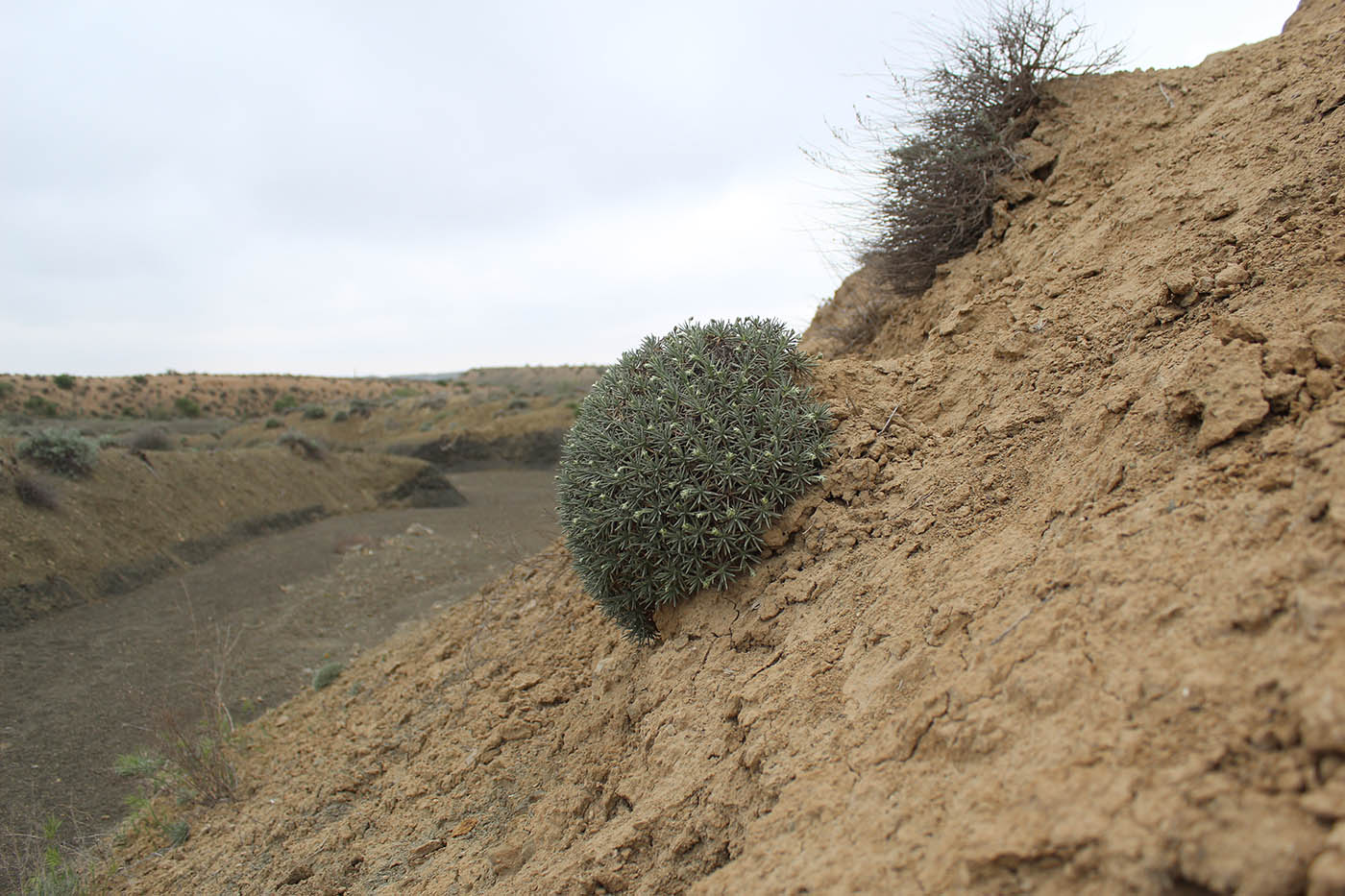 Image of genus Acantholimon specimen.