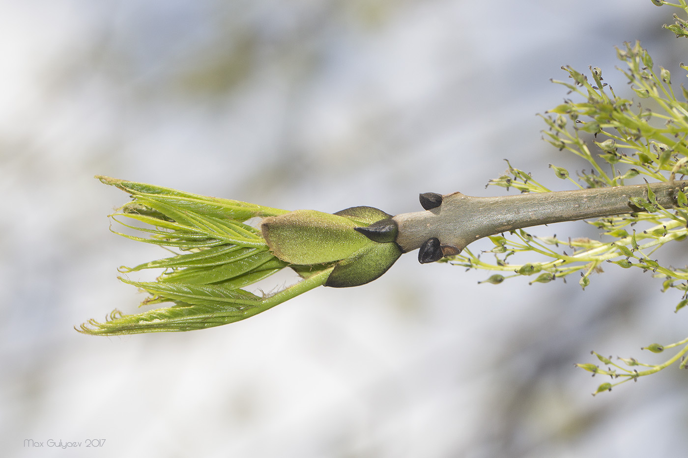 Изображение особи Fraxinus excelsior.