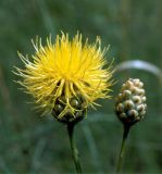 Centaurea orientalis. Раскрывшаяся и нераскрывшаяся корзинки. Украина, Луганская обл., Свердловский р-н, заповедник \"Провальская степь\", Грушевский участок. Начало июля 2005 г.