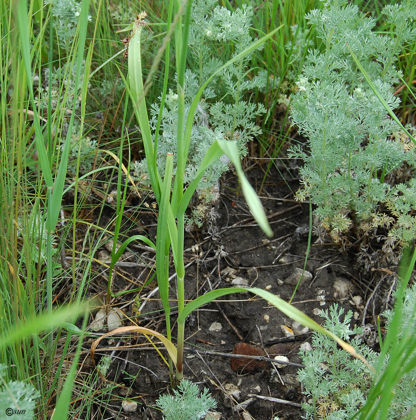 Image of Allium rotundum specimen.