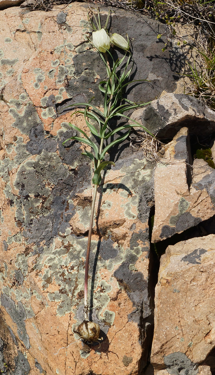 Image of Fritillaria verticillata specimen.
