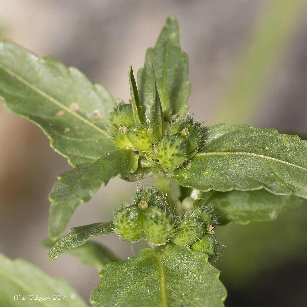 Image of Mercurialis annua specimen.