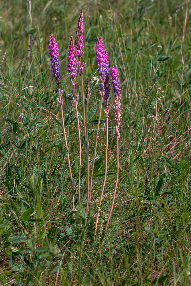 Изображение особи Oxytropis knjazevii.