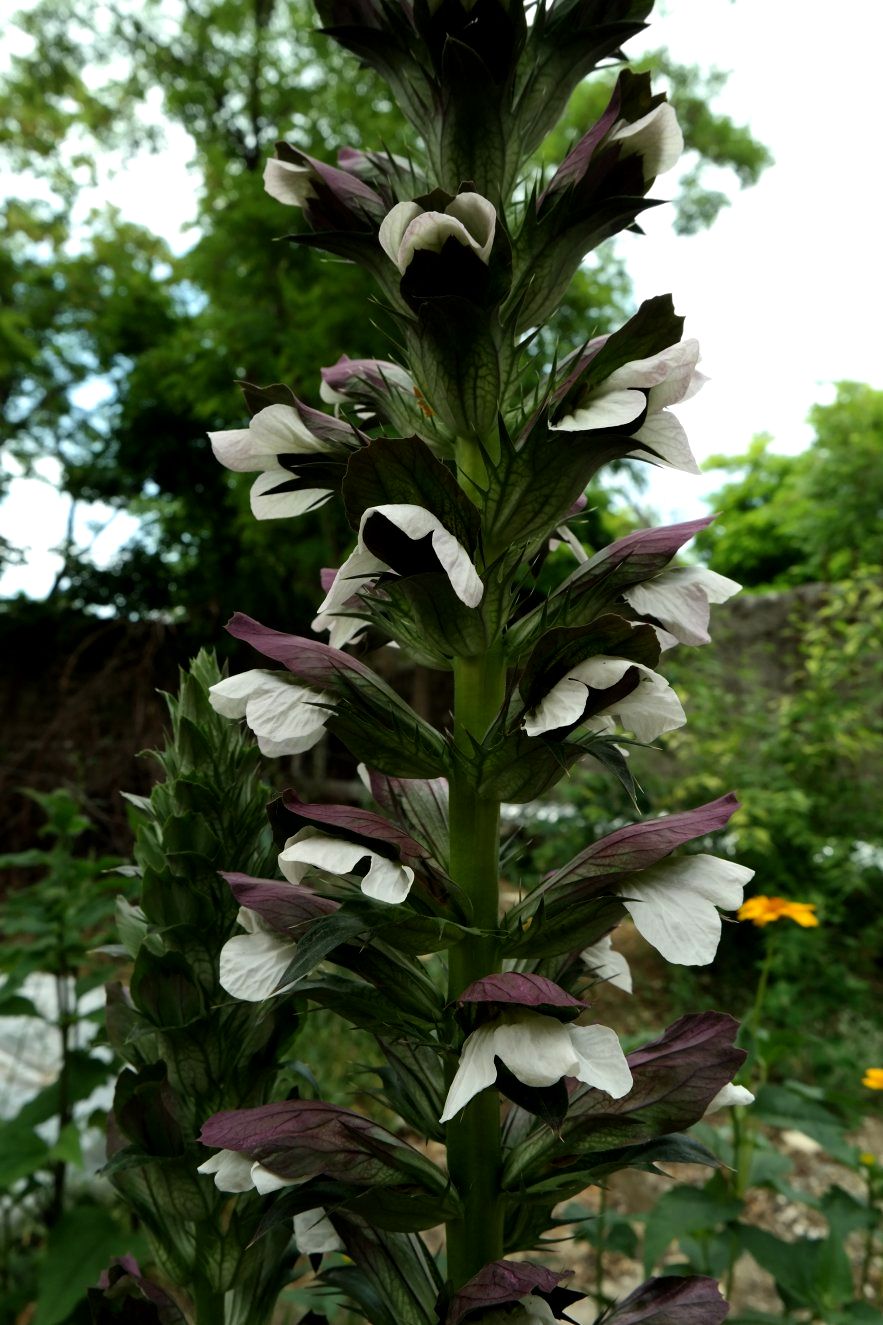 Image of Acanthus mollis specimen.