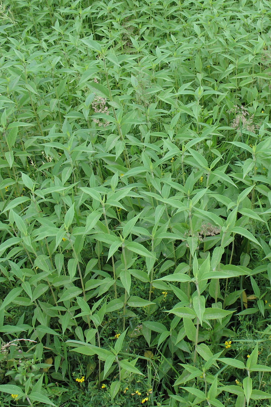 Image of Helianthus subcanescens specimen.